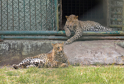 Leopards rest inside an enclosure at Sarthana Nature Park zoo, in Surat, Gujarat.