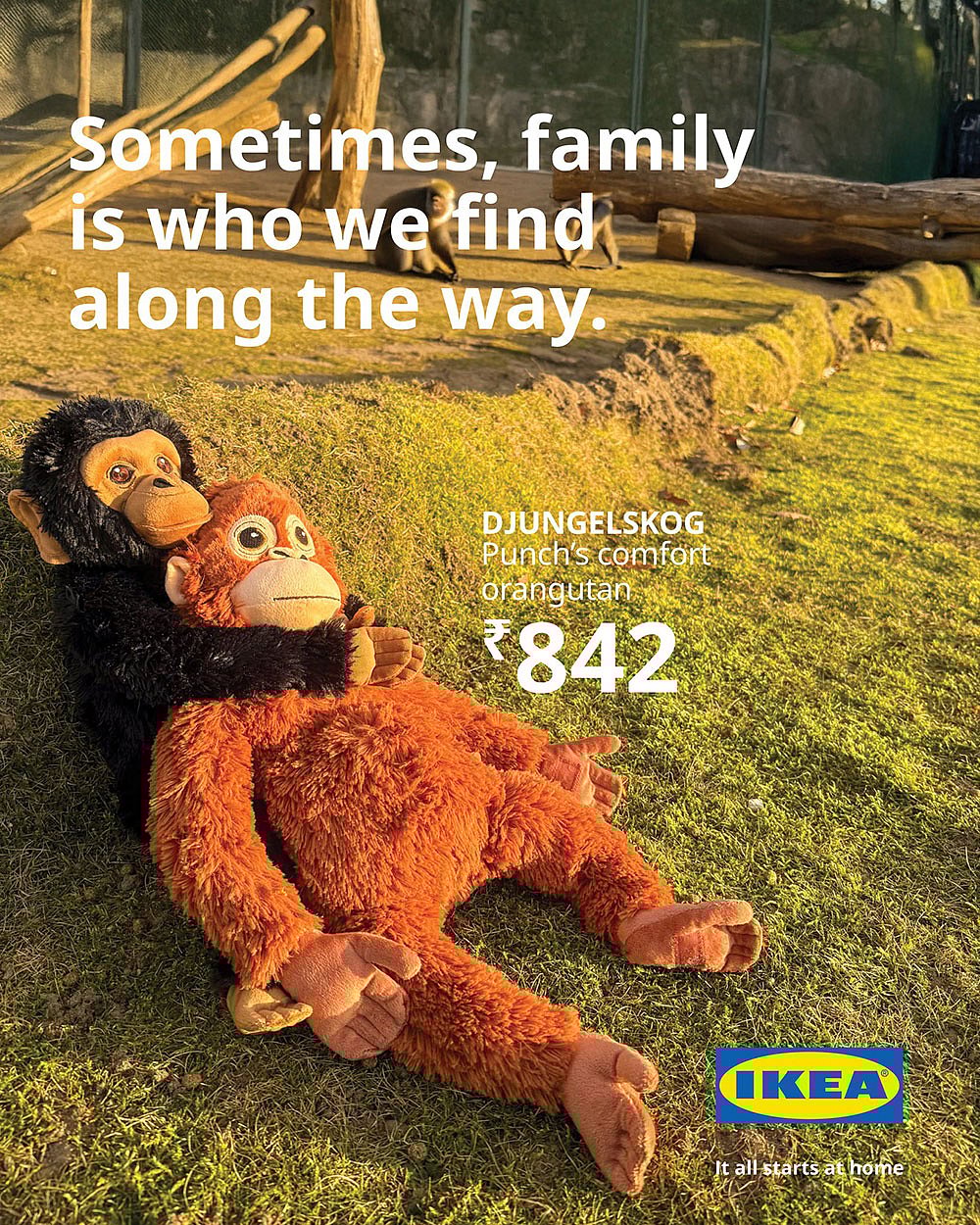 abandoned baby monkey Japan