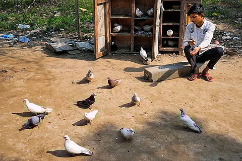 Vikas sits beside his  pigeon coop in Yamuna Khadar, tending to the birds.