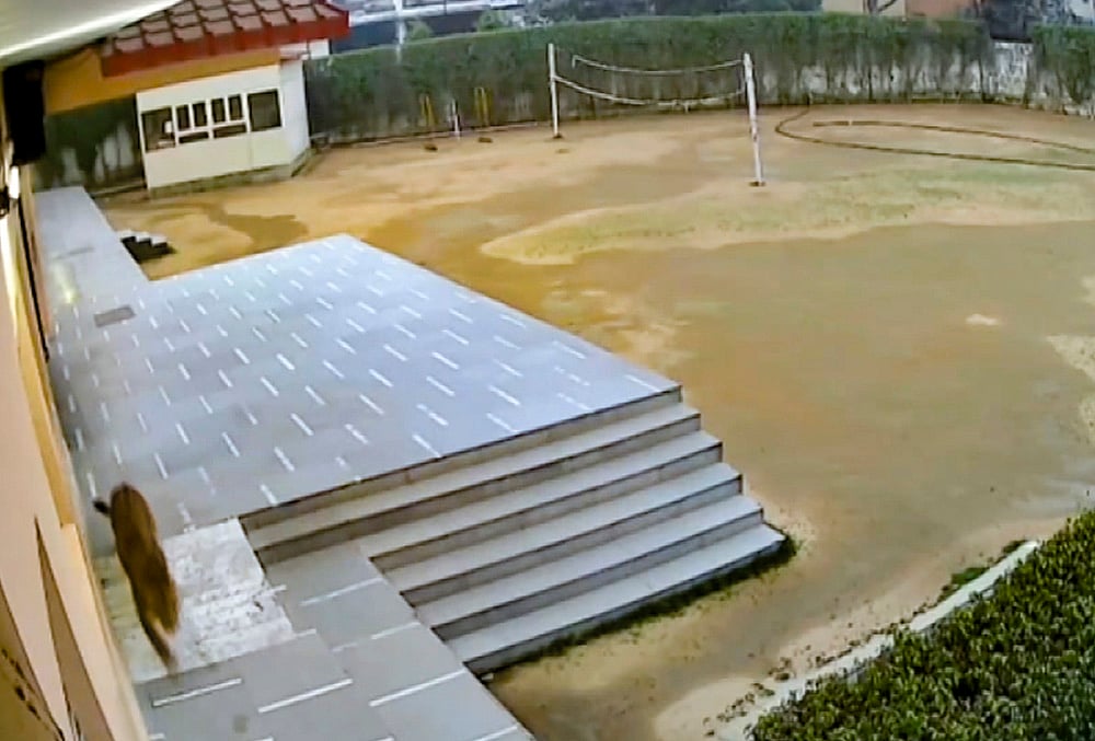 Leopard spotted at Green Field School in Ghaziabad