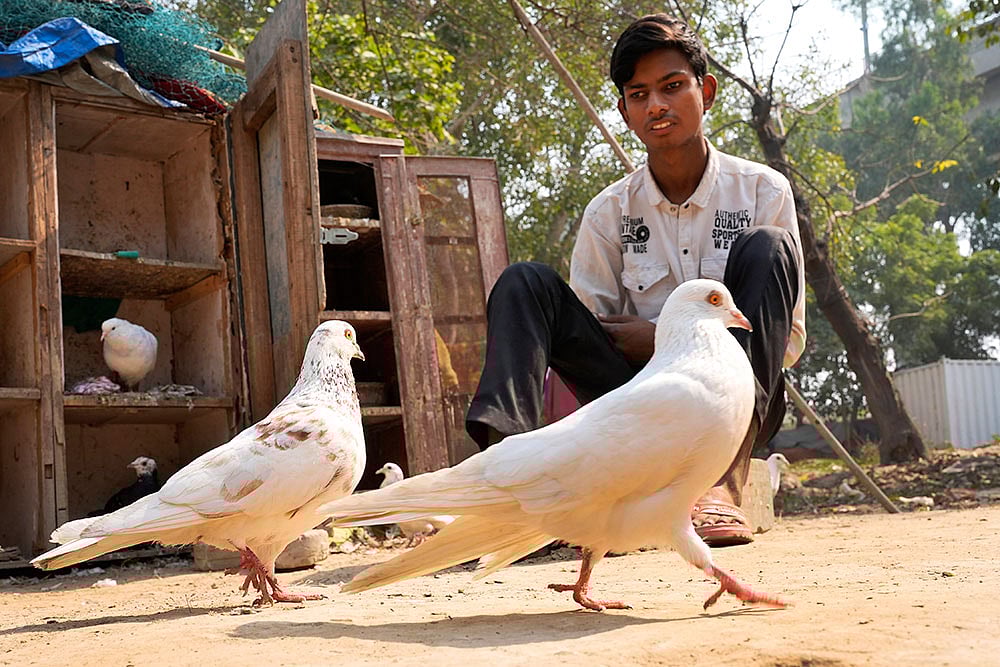 Vikas pigeon caretaker