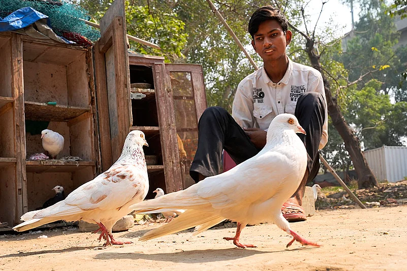 Vikas pigeon caretaker