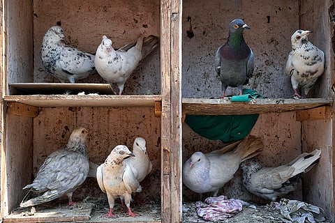 Inside the coop Vikas’s pigeons rest in carefully kept compartment.