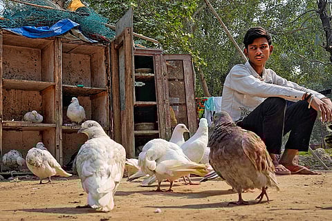 Vikas sits beside the coop built for his birds in Yamuna Khadar.