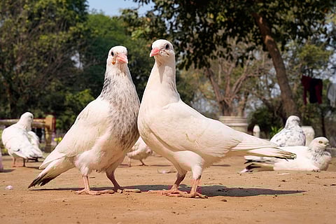 Vikas’s prized pigeons stand side by side in the morning light, symbols of the care, patience, and quiet dedication he pours into his growing flock in Yamuna Khadar.