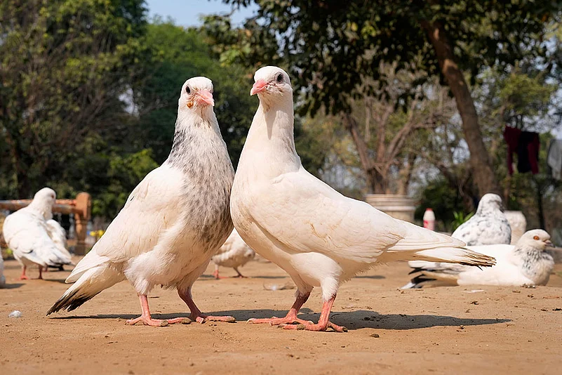 Pigeon coop in Yamuna Khadar