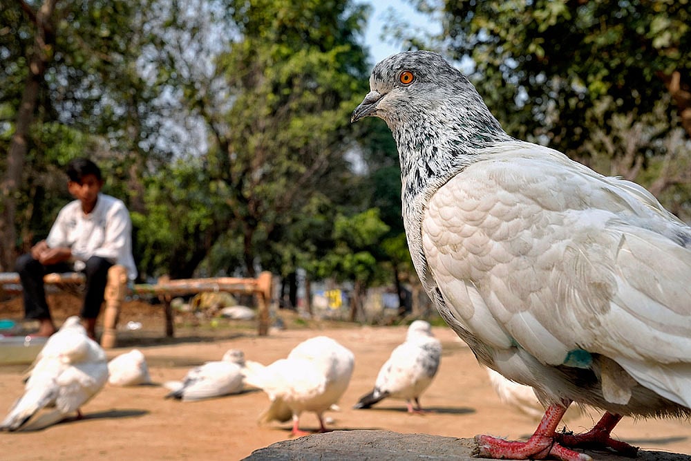 Youth and animal care India