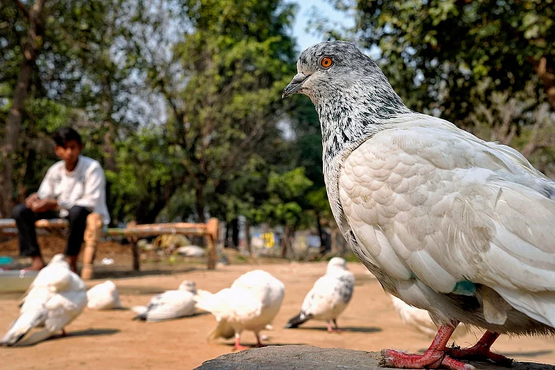 Youth and animal care India