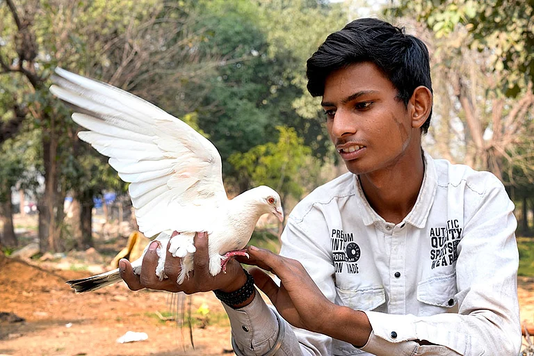 Vikas taking care of his pigeon. - | Photo: Suresh K Pandey/Outlook