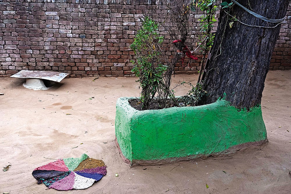 The tulsi sapling that she planted reminds the family of her absence 