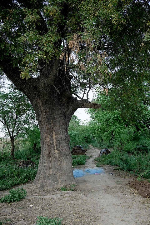 The checkpoint. A tree where Phoolan would leave her troops to enter the village