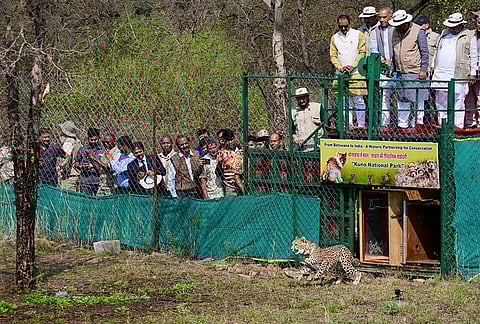 Union Forest Minister Bhupender Yadav and others watch as a cheetah is being released at Kuno National Park, in Sheopur district, Madhya Pradesh. Nine cheetahs airlifted from Botswana arrived at the national park on Saturday and were released into an enclosure, boosting India's big cat count under the reintroduction programme to 48. 