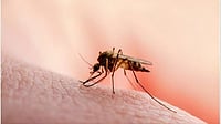 Indian Scientists Help Identify Key Protein That Halts Malaria Parasite Growth