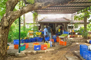 Reclaiming Humanity Through Organic Food, Slow Life