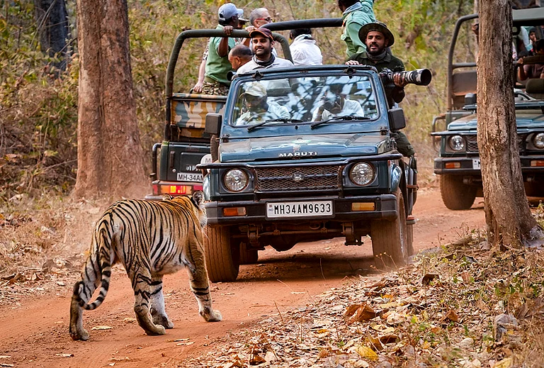 Tourists sitting in packed Gypsy vehicles watch as a tiger named 'Chhota Dadiyal', known for its prominent cheek hair, passes through at the Tadoba-Andhari Tiger Reserve, in Chandrapur, Maharashtra. - | Photo: PTI/Vijay Joshi