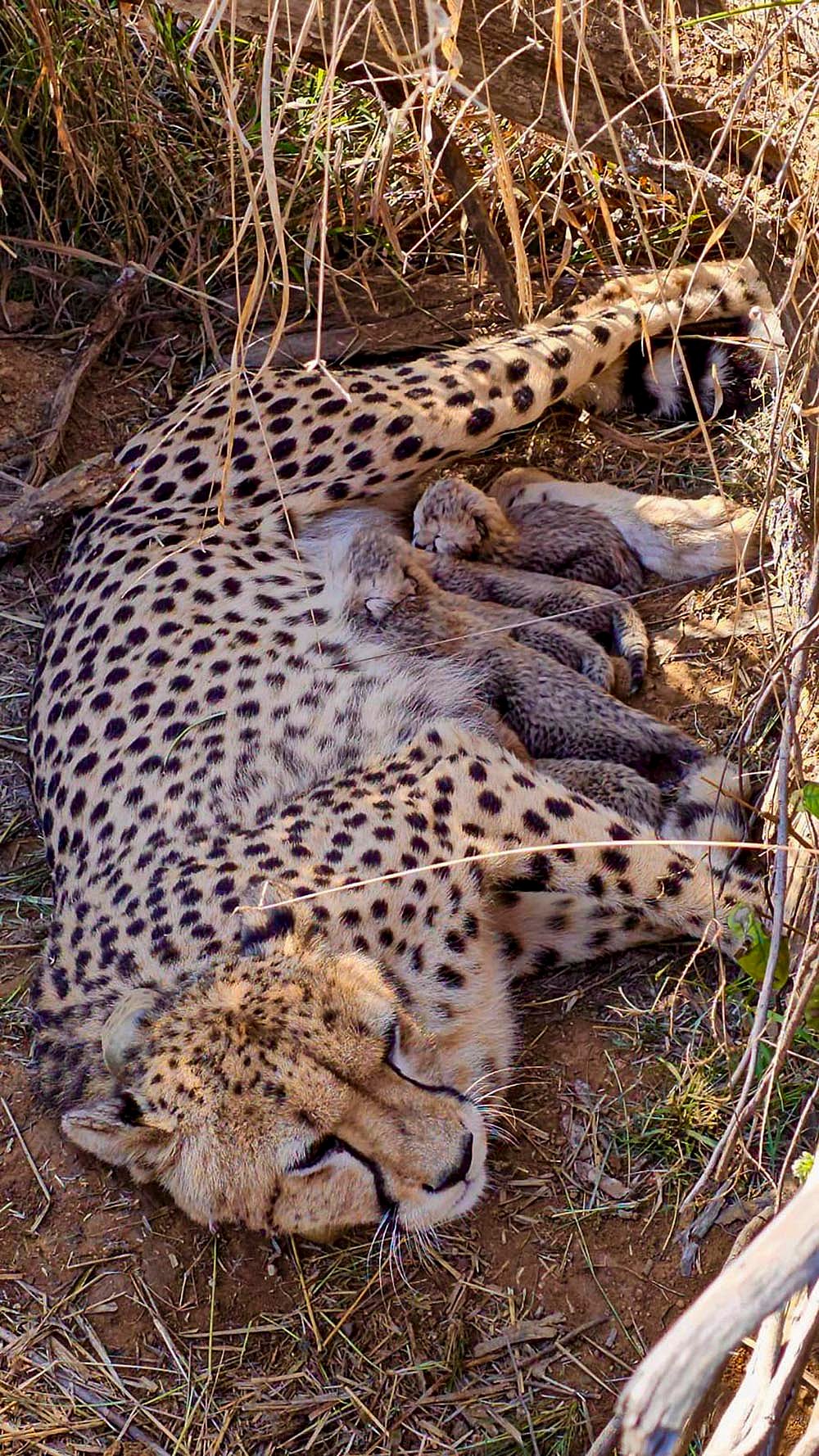 Cheetah Jwala gives birth to five cubs at Kuno, Indias population rises to 53