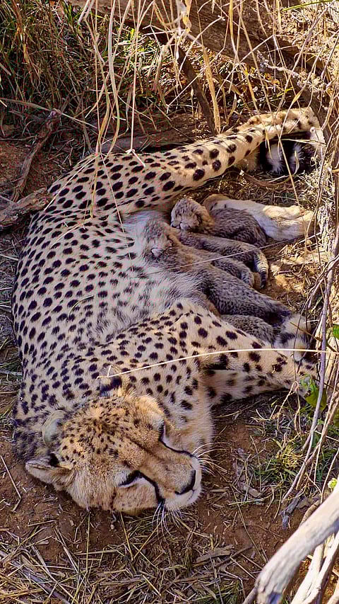 A cheetah named Jwala rests with her cubs after giving birth at Kuno National Park, in Madhya Pradesh. With the birth of five cubs, the total cheetah population in India has reached 53, marking another milestone under Project Cheetah. 
