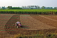A tractor tills farmland while birds follow across a rural agricultural landscape in UP