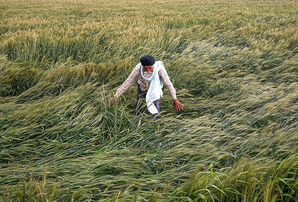 Agriculture: Wheat crops near Amritsar
