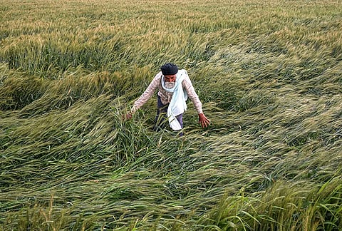 A worker inspects damaged wheat crops amid strong winds at a field, on the outskirts of Amritsar, Punjab.