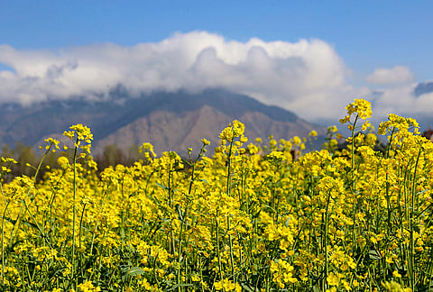 Mustard flowers bloom in a field in Tral area of Pulwama district, Jammu and Kashmir.