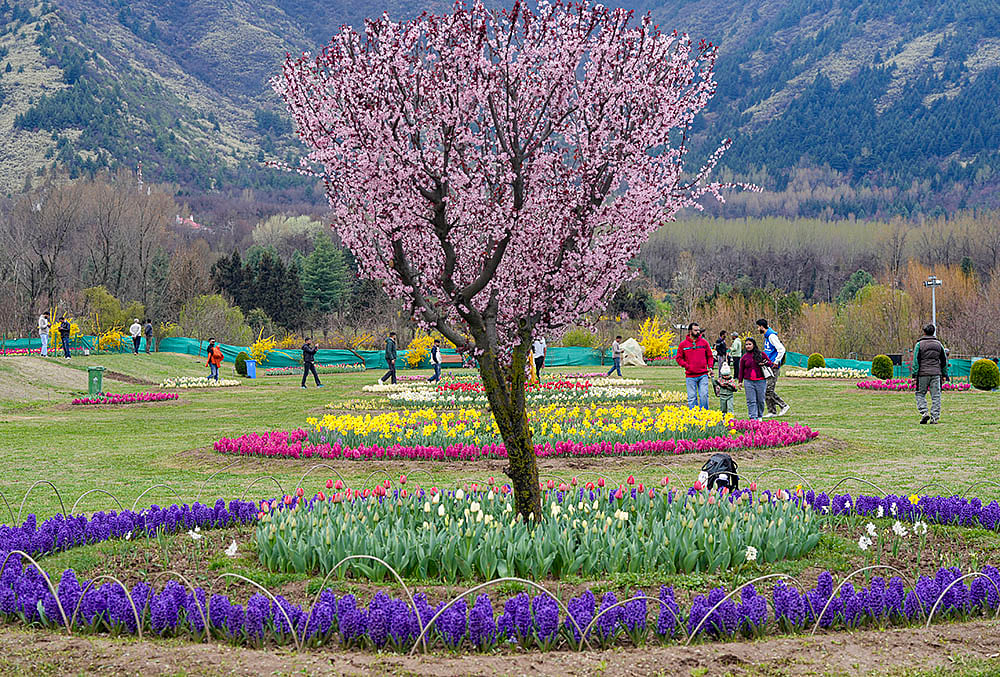Tulip Garden opens for visitors in Srinagar