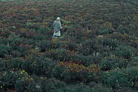 The Calf Doll Review | Ankur Hooda’s Elegiac Debut Weaves Between Loss And Letting Go Anish Sarai : Still