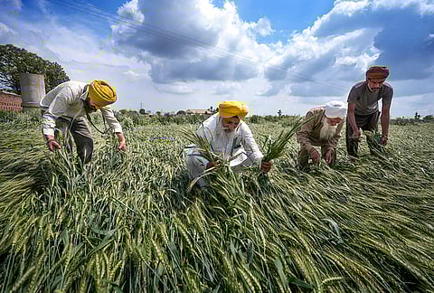 Farmers inspect damaged wheat crops after unseasonal rains and gusty winds, at Ramuwal village in Amritsar.