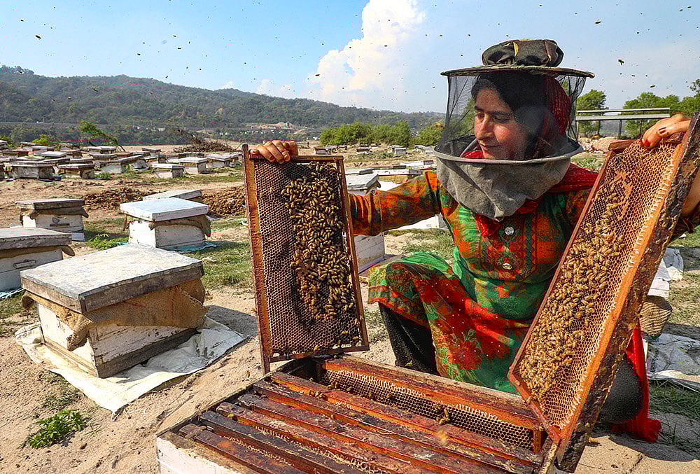 Apiculture in Jammu