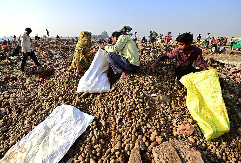 People salvage potatoes