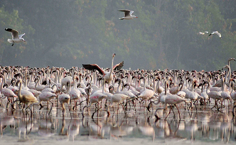 The wetlands shrink. The birds, one by one, are unseen. And Mumbai, that great and relentless city, continues to build upon the very ground that once sustained it. - Dinesh Parab