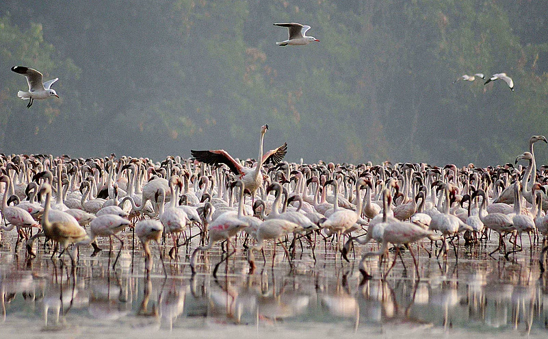 Flamingo in Mumbai, birds in Mumbai, bird conservation
