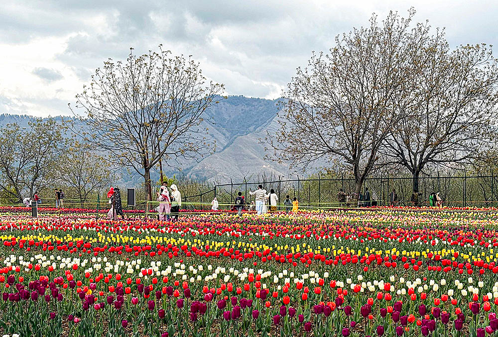 Tulip Research Centre: Anantnag