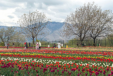 Visitors at the Tulip Research Centre watch the tulips bloom, in Kokernag, Anantnag district, Jammu and Kashmir.
