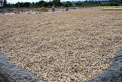 Workers sift through ginger harvest following sudden rainfall, in Shivamogga, Karnataka.