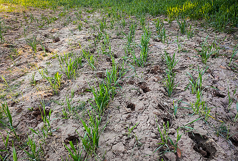 An agricultural farm is seen covered in marble dust near the Kishangarh marble waste dumpyard, in Rajasthan. 