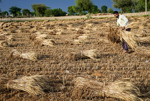 A worker carries harvested wheat crop at a farm, in Loharu, Haryana.