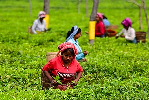| Photo: PTI : Workers pluck tea leaves at a tea plantation, in Biswanath district, Assam.