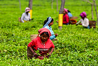 | Photo: PTI : Workers pluck tea leaves at a tea plantation, in Biswanath district, Assam.