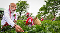 | Photo: @narendramodi/X via PTI : Prime Minister Narendra Modi plucks tea leaves with women workers at a tea garden, in Dibrugarh, Assam. 