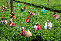 Tea Bodies Urge PM Modi To Grant Producers Freedom To Choose Mode Of Sale | Photo: @narendramodi/X via PTI : Prime Minister Narendra Modi plucks tea leaves with women workers at a tea garden, in Dibrugarh, Assam.