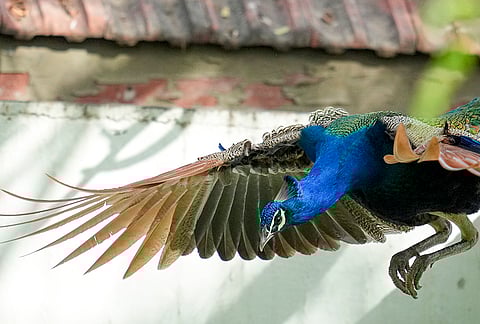 A peacock flies low over an open area, in Ahmedabad, Gujarat.