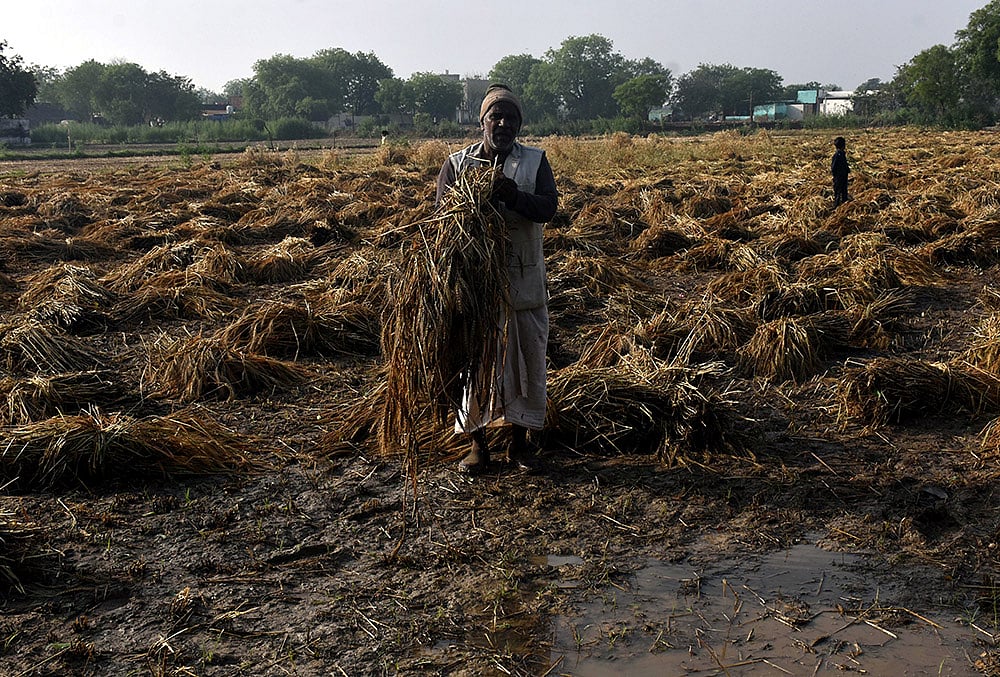 A worker gathers damaged wheat crop following rain and hailstorm that hit several villages, in Agra, Uttar Pradesh. - | Photo: PTI