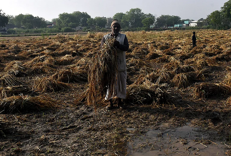 A worker gathers damaged wheat crop following rain and hailstorm that hit several villages, in Agra, Uttar Pradesh. - | Photo: PTI