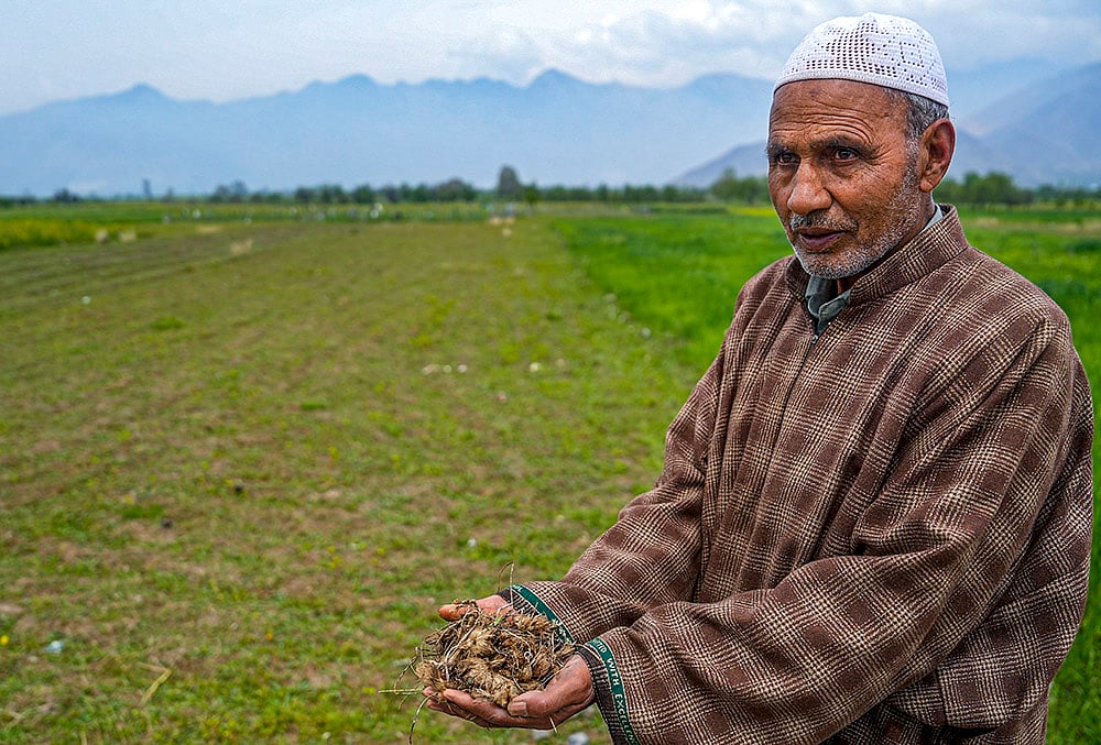 Porcupine damage raises concern for saffron farmers in Pampore