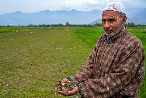 A farmer shows damaged saffron corms after porcupine attacks on Crocus sativus plants, in Pampore, Pulwama district of south Kashmir. Farmers report fresh digging marks and damaged seeds, raising concerns over crop losses. 