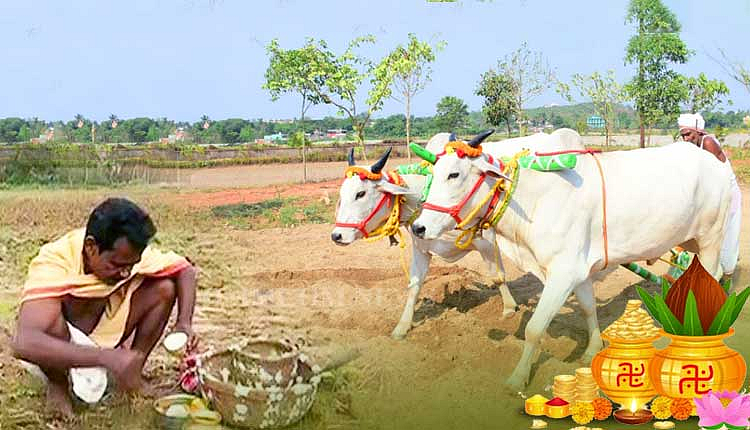 Farmer performing field ritual with oxen on Akshaya Tritiya
