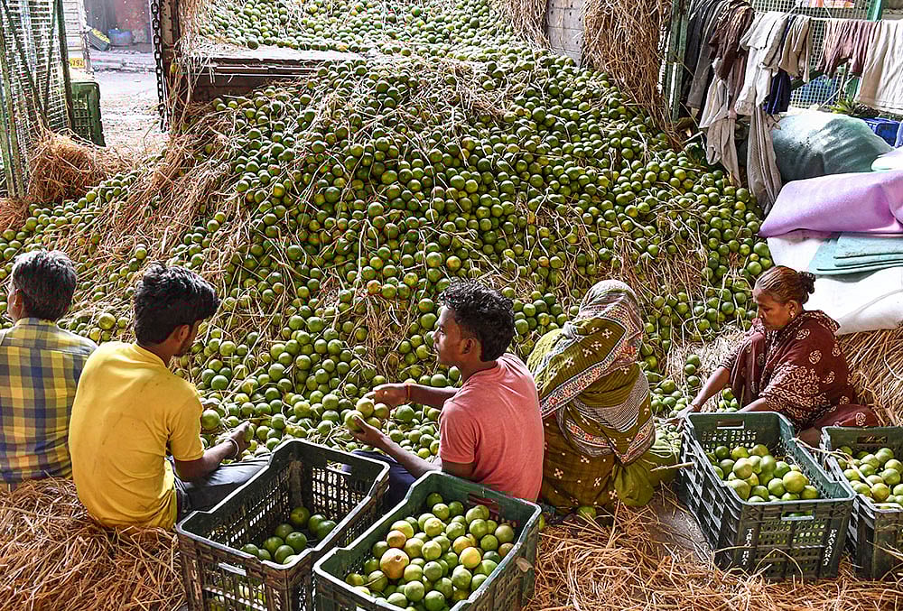 Mosambi at wholesale fruit market