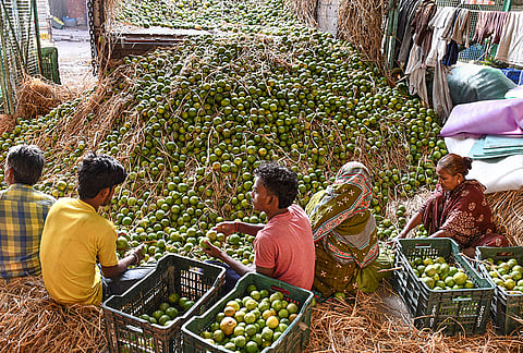 Workers sort sweet lime after unloading it from a truck at a wholesale fruit market, in Prayagraj, Uttar Pradesh.