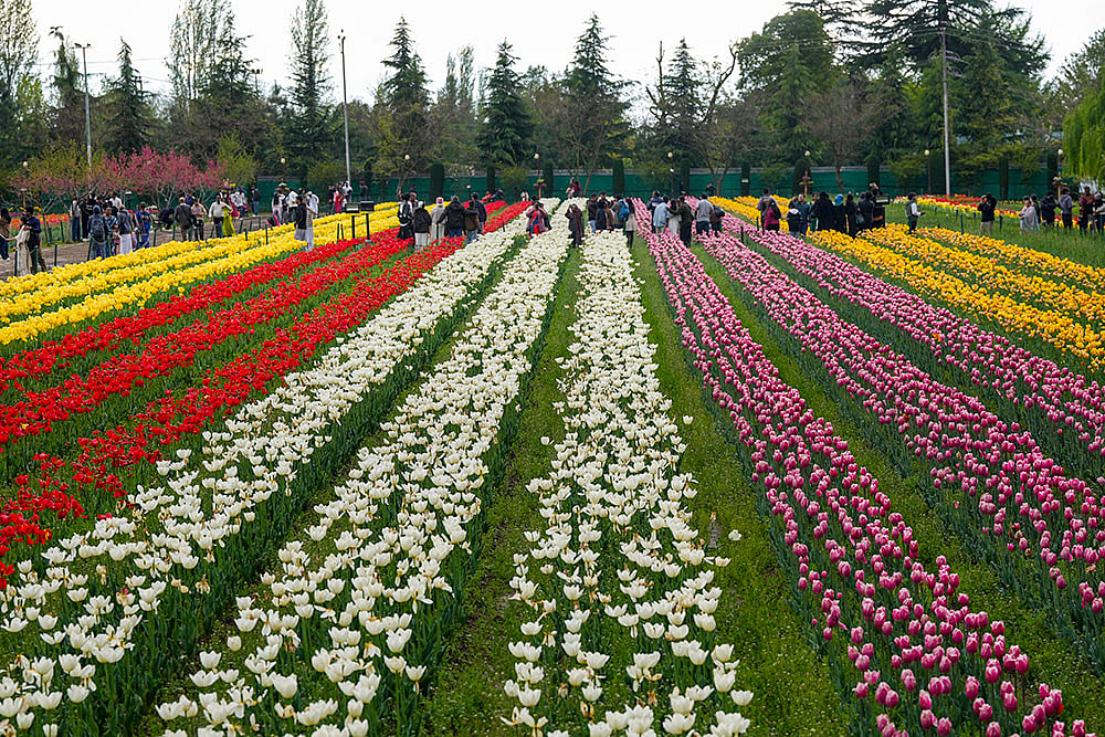 Tulip garden in Srinagar